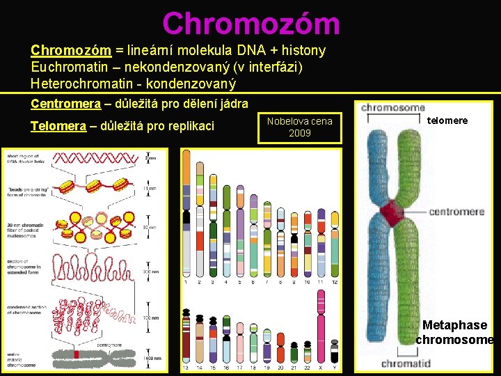 Chromozóm = lineární molekula DNA + histony Euchromatin – nekondenzovaný (v interfázi) Heterochromatin -