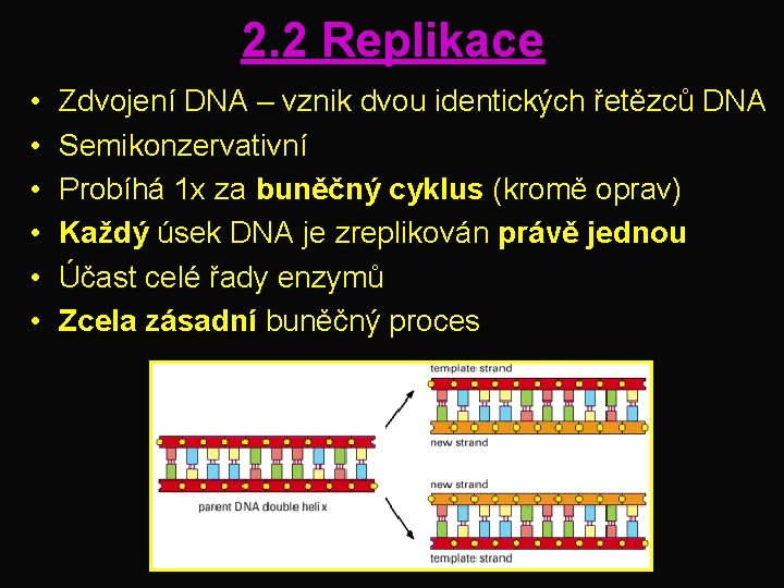 2. 2 Replikace • • • Zdvojení DNA – vznik dvou identických řetězců DNA