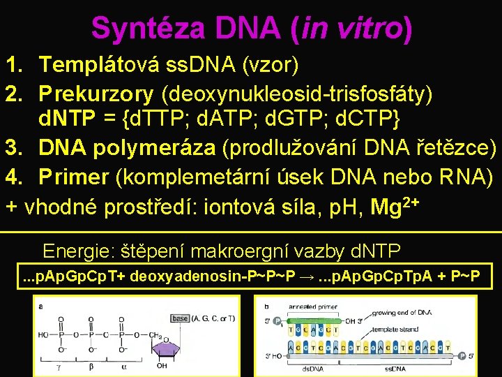 Syntéza DNA (in vitro) 1. Templátová ss. DNA (vzor) 2. Prekurzory (deoxynukleosid-trisfosfáty) d. NTP