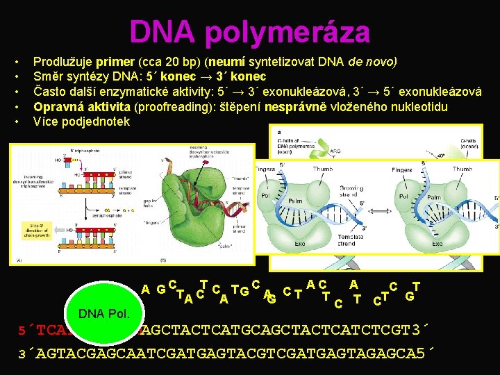 DNA polymeráza • • • Prodlužuje primer (cca 20 bp) (neumí syntetizovat DNA de