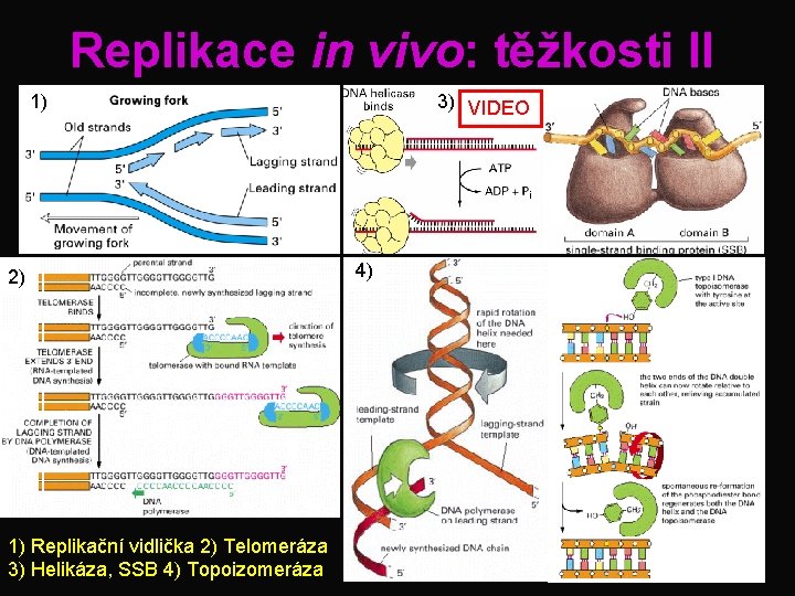 Replikace in vivo: těžkosti II 1) 2) 1) Replikační vidlička 2) Telomeráza 3) Helikáza,