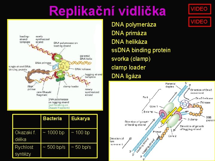 Replikační vidlička DNA polymeráza DNA primáza DNA helikáza ss. DNA binding protein svorka (clamp)