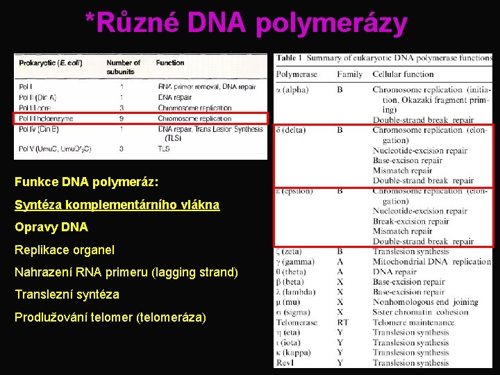 *Různé DNA polymerázy Funkce DNA polymeráz: Syntéza komplementárního vlákna Opravy DNA Replikace organel Nahrazení