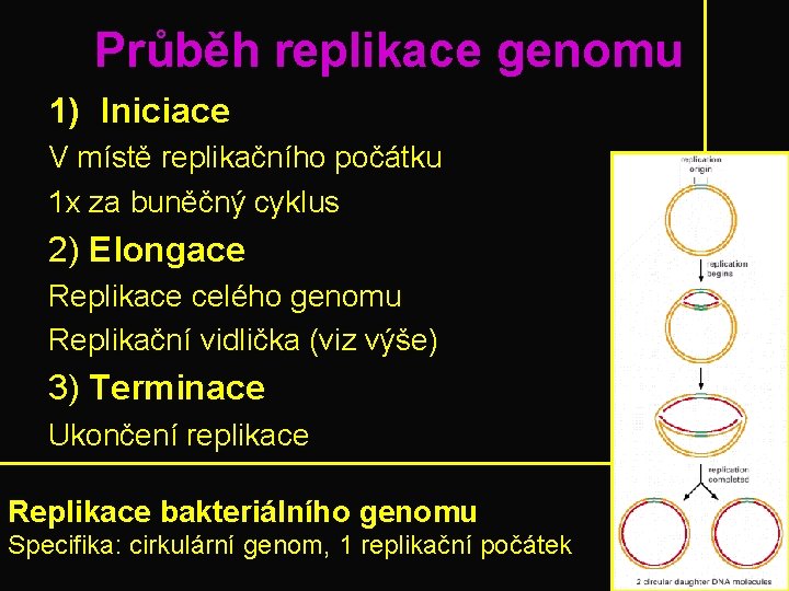Průběh replikace genomu 1) Iniciace V místě replikačního počátku 1 x za buněčný cyklus
