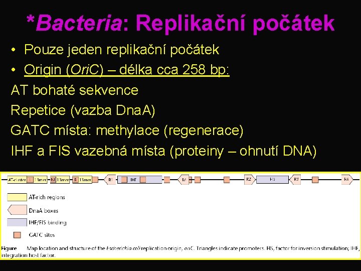*Bacteria: Replikační počátek • Pouze jeden replikační počátek • Origin (Ori. C) – délka