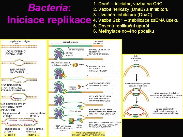 Bacteria: Iniciace replikace 1. Dna. A – iniciátor, vazba na Ori. C 2. Vazba
