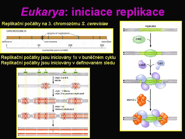 Eukarya: iniciace replikace Replikační počátky na 3. chromozómu S. cerevisiae Replikační počátky jsou iniciovány