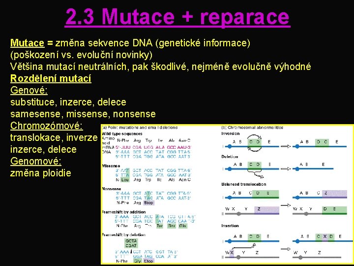 2. 3 Mutace + reparace Mutace = změna sekvence DNA (genetické informace) (poškození vs.