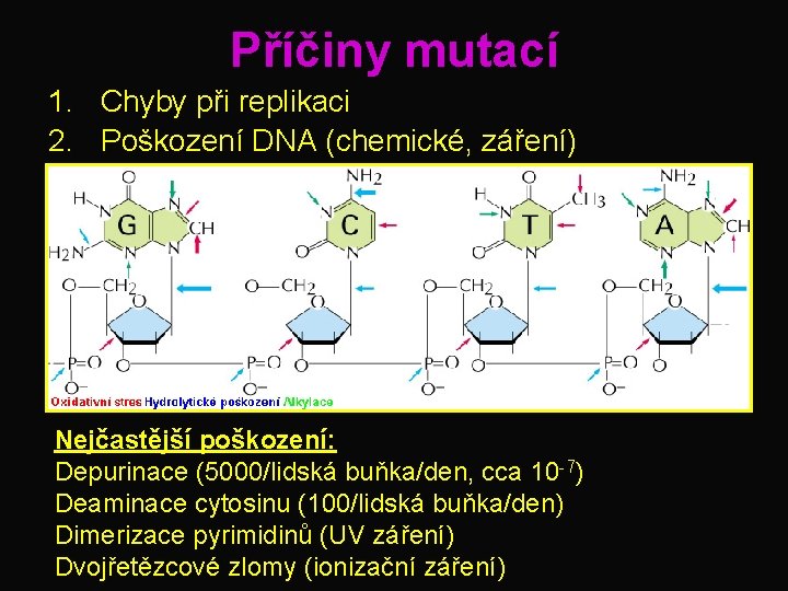 Příčiny mutací 1. Chyby při replikaci 2. Poškození DNA (chemické, záření) Nejčastější poškození: Depurinace