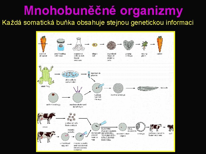Mnohobuněčné organizmy Každá somatická buňka obsahuje stejnou genetickou informaci 