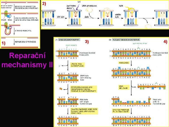 2) 1) Reparační mechanismy II 3) 4) 