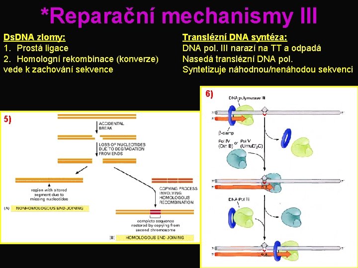 *Reparační mechanismy III Ds. DNA zlomy: 1. Prostá ligace 2. Homologní rekombinace (konverze) vede