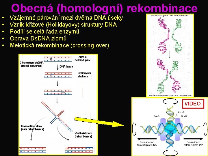  • • • Obecná (homologní) rekombinace Vzájemné párování mezi dvěma DNA úseky Vznik