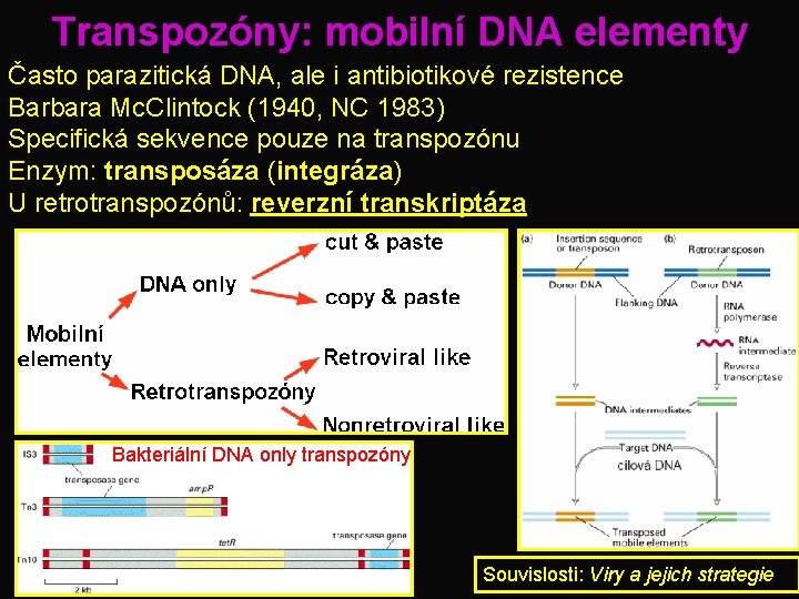 Transpozóny: mobilní DNA elementy Často parazitická DNA, ale i antibiotikové rezistence Barbara Mc. Clintock