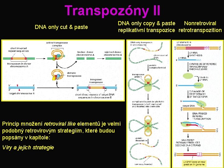 Transpozóny II DNA only cut & paste DNA only copy & paste Nonretroviral replikativní