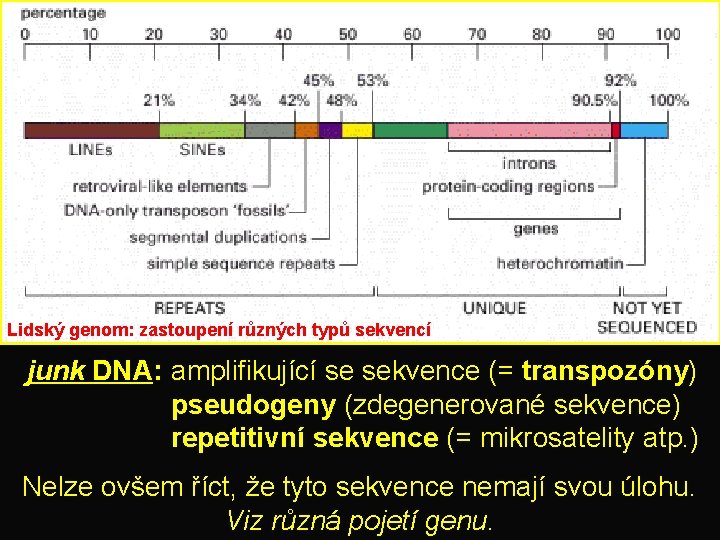 Lidský genom: zastoupení různých typů sekvencí junk DNA: amplifikující se sekvence (= transpozóny) pseudogeny