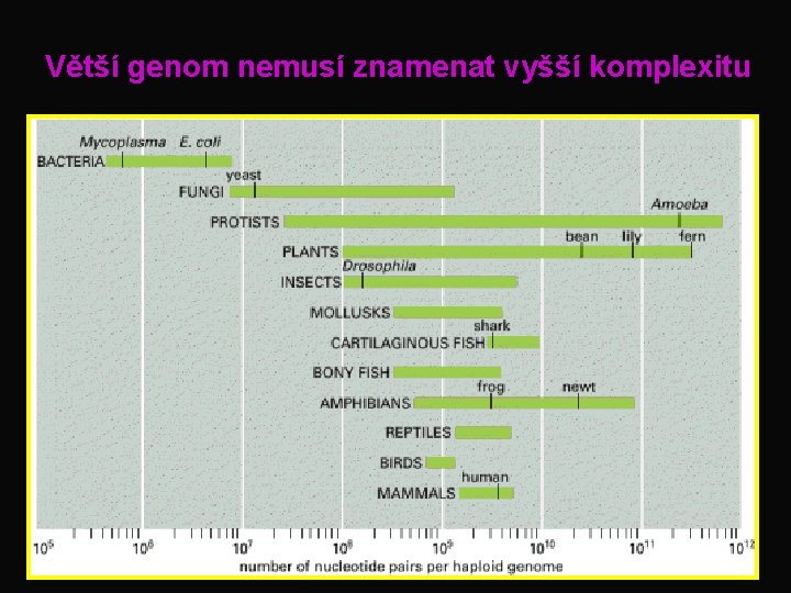 Větší genom nemusí znamenat vyšší komplexitu 