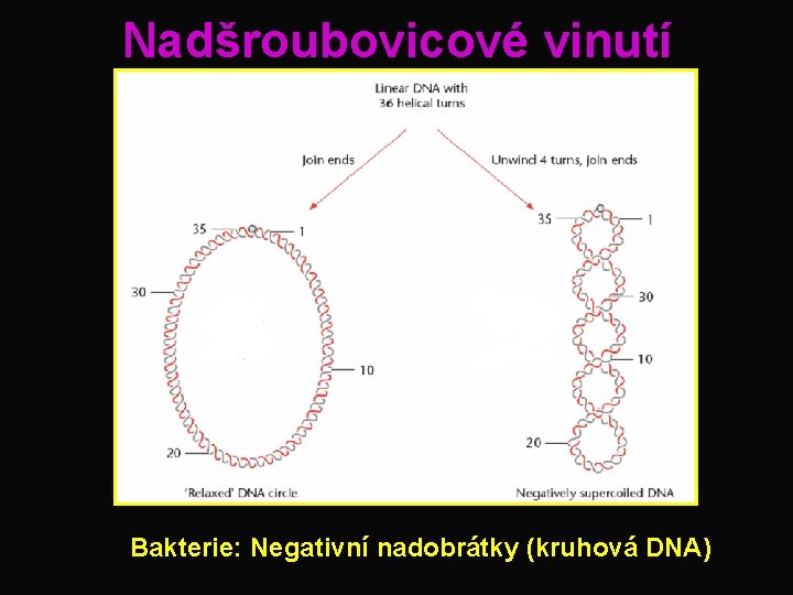 Nadšroubovicové vinutí Bakterie: Negativní nadobrátky (kruhová DNA) 