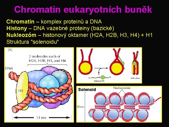 Chromatin eukaryotních buněk Chromatin – komplex proteinů a DNA Histony – DNA vazebné proteiny
