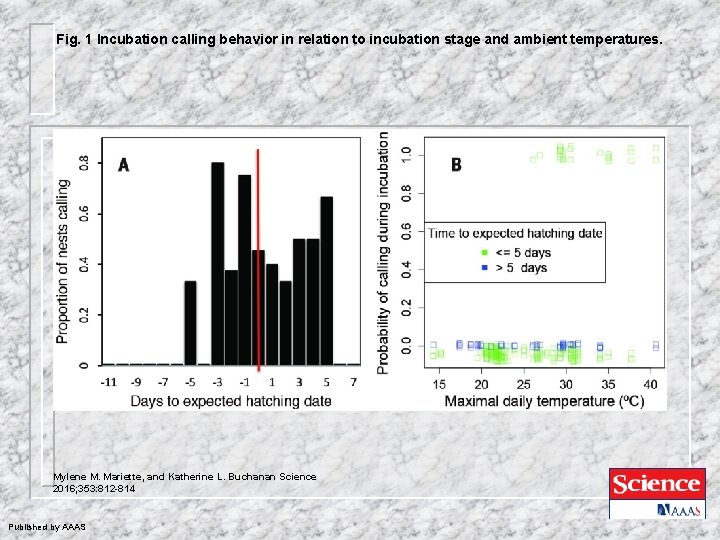 Fig. 1 Incubation calling behavior in relation to incubation stage and ambient temperatures. Mylene