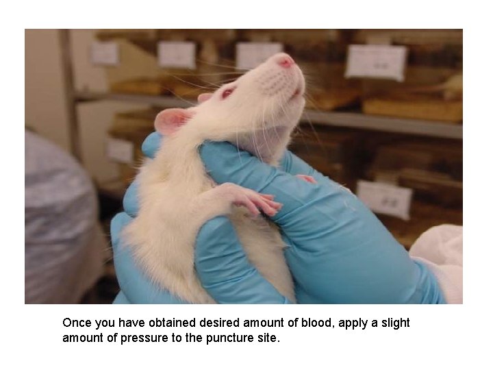 Once you have obtained desired amount of blood, apply a slight amount of pressure