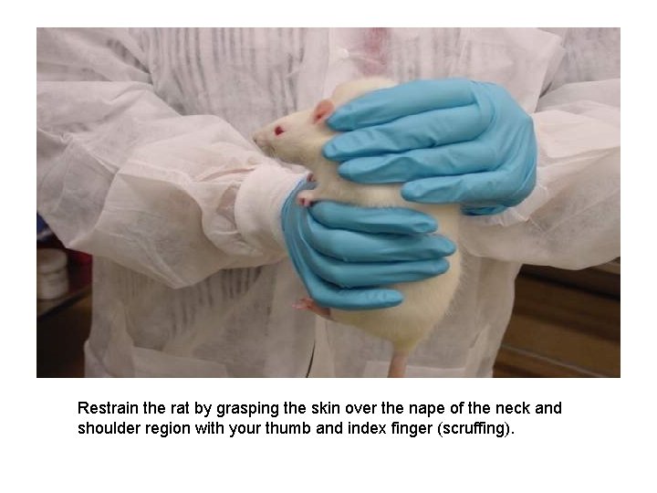 Restrain the rat by grasping the skin over the nape of the neck and