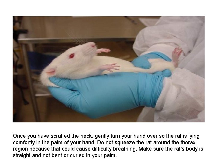 Once you have scruffed the neck, gently turn your hand over so the rat