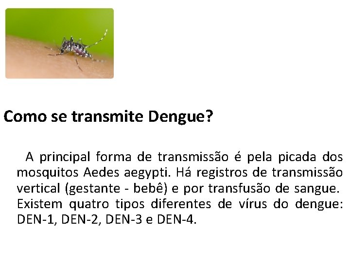  Como se transmite Dengue? A principal forma de transmissão é pela picada dos