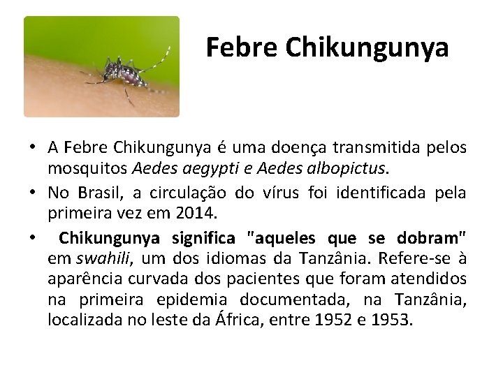 Febre Chikungunya • A Febre Chikungunya é uma doença transmitida pelos mosquitos Aedes aegypti