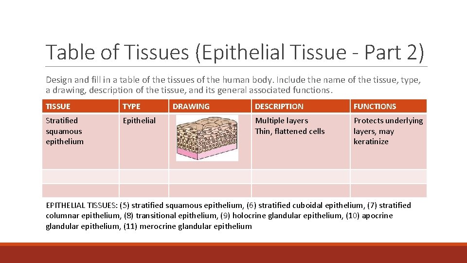 Table of Tissues (Epithelial Tissue - Part 2) Design and fill in a table