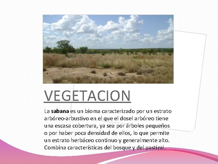 VEGETACION La sabana es un bioma caracterizado por un estrato arbóreo-arbustivo en el que