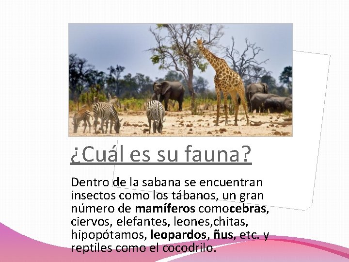 ¿Cuál es su fauna? Dentro de la sabana se encuentran insectos como los tábanos,