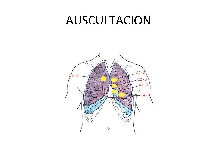 AUSCULTACION 