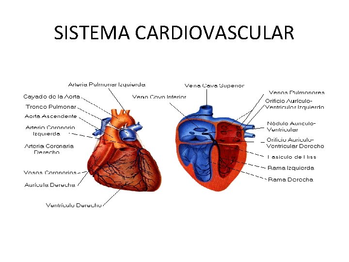 SISTEMA CARDIOVASCULAR 