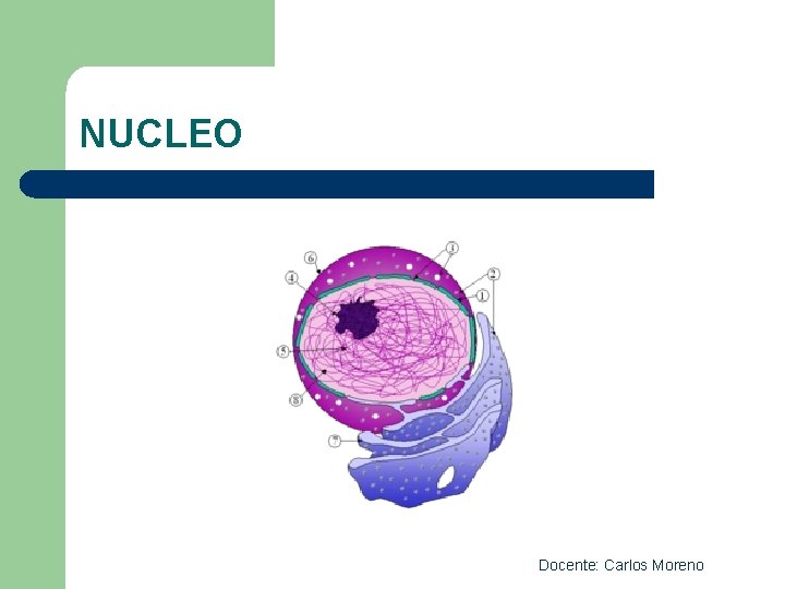 NUCLEO Docente: Carlos Moreno 