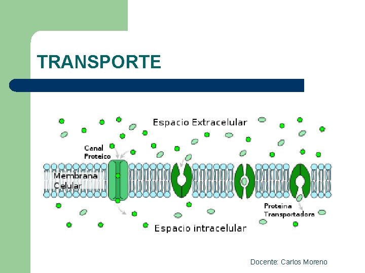 TRANSPORTE Docente: Carlos Moreno 