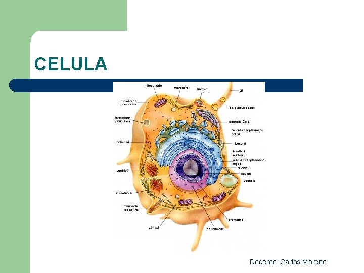 CELULA Docente: Carlos Moreno 