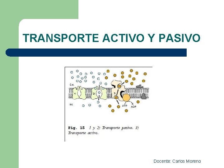TRANSPORTE ACTIVO Y PASIVO Docente: Carlos Moreno 