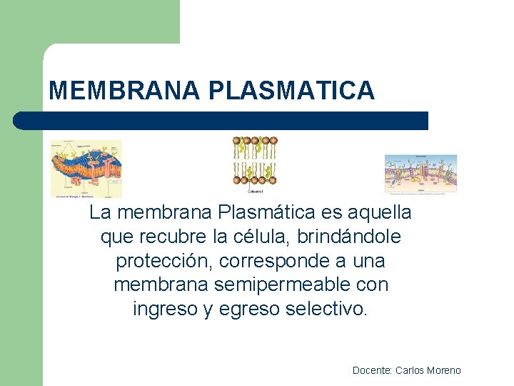 MEMBRANA PLASMATICA La membrana Plasmática es aquella que recubre la célula, brindándole protección, corresponde