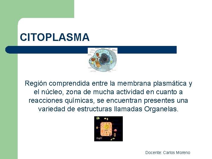 CITOPLASMA Región comprendida entre la membrana plasmática y el núcleo, zona de mucha actividad