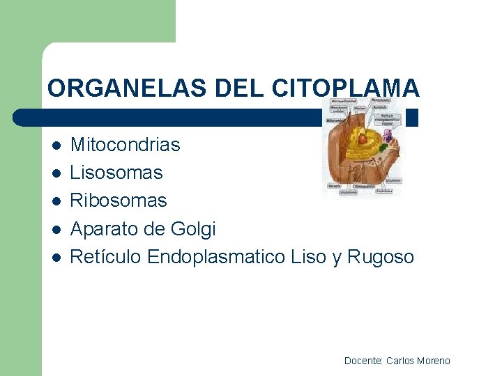 ORGANELAS DEL CITOPLAMA l l l Mitocondrias Lisosomas Ribosomas Aparato de Golgi Retículo Endoplasmatico