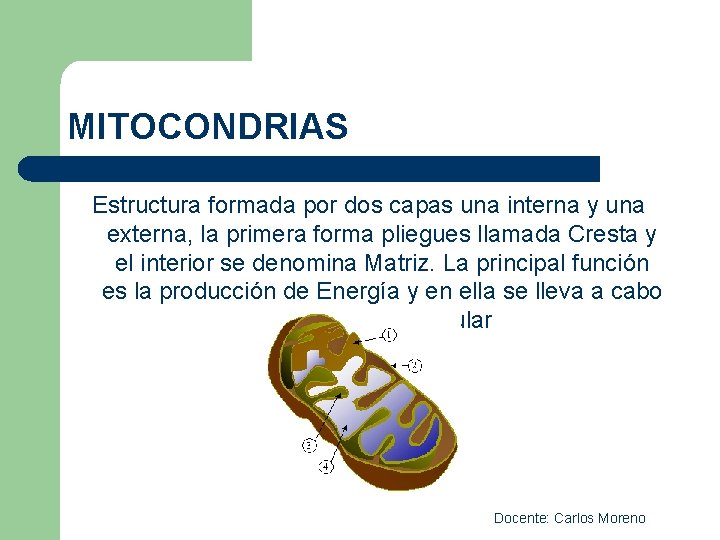 MITOCONDRIAS Estructura formada por dos capas una interna y una externa, la primera forma