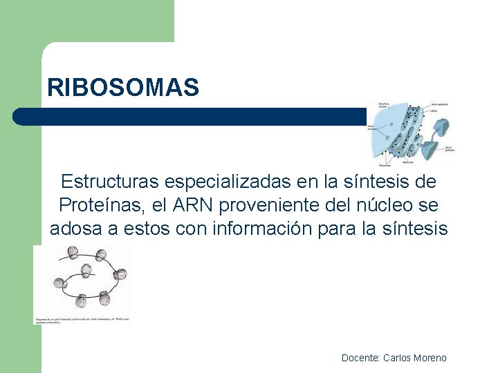 RIBOSOMAS Estructuras especializadas en la síntesis de Proteínas, el ARN proveniente del núcleo se