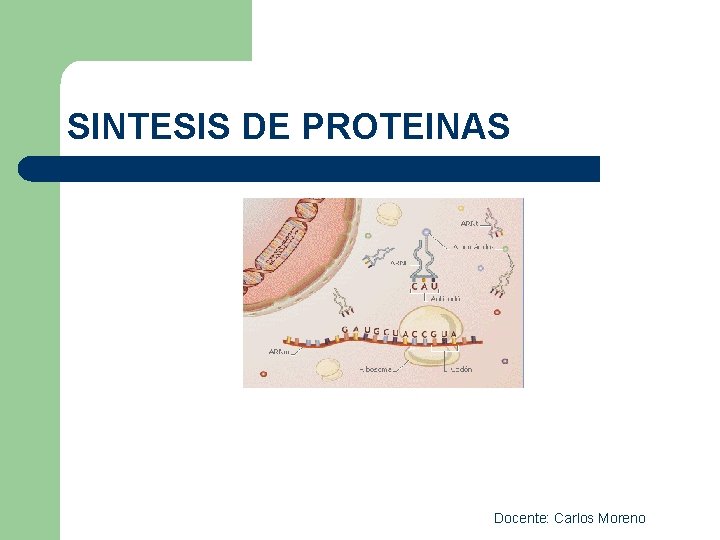 SINTESIS DE PROTEINAS Docente: Carlos Moreno 