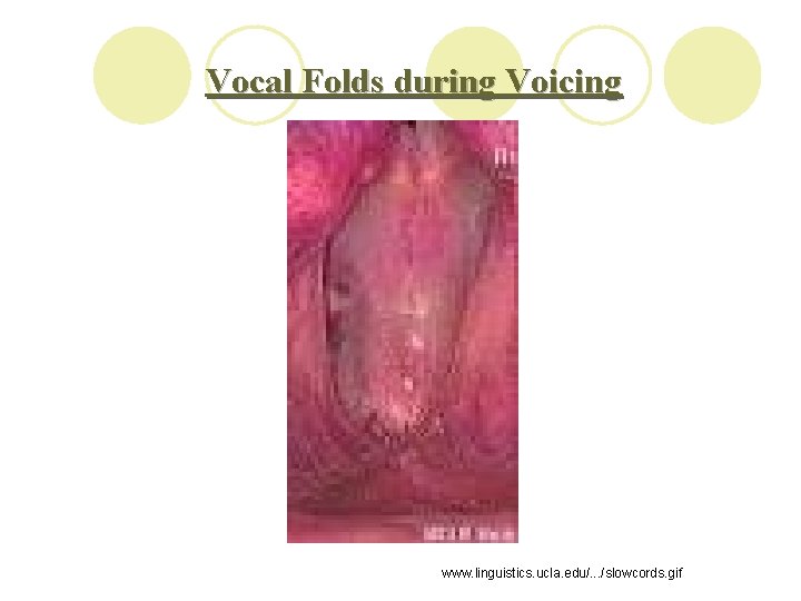 Vocal Folds during Voicing www. linguistics. ucla. edu/. . . /slowcords. gif 