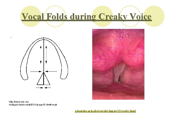 Vocal Folds during Creaky Voice. http: //www. ims. unistuttgart. de/phonetik/EGG/page 10. htm#creak phonetics. ucla.