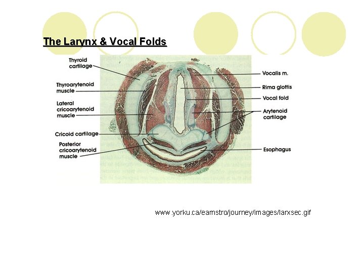 The Larynx & Vocal Folds www. yorku. ca/earnstro/journey/images/larxsec. gif 