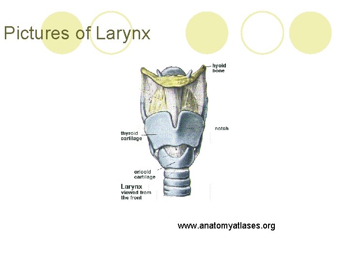 Pictures of Larynx www. anatomyatlases. org 