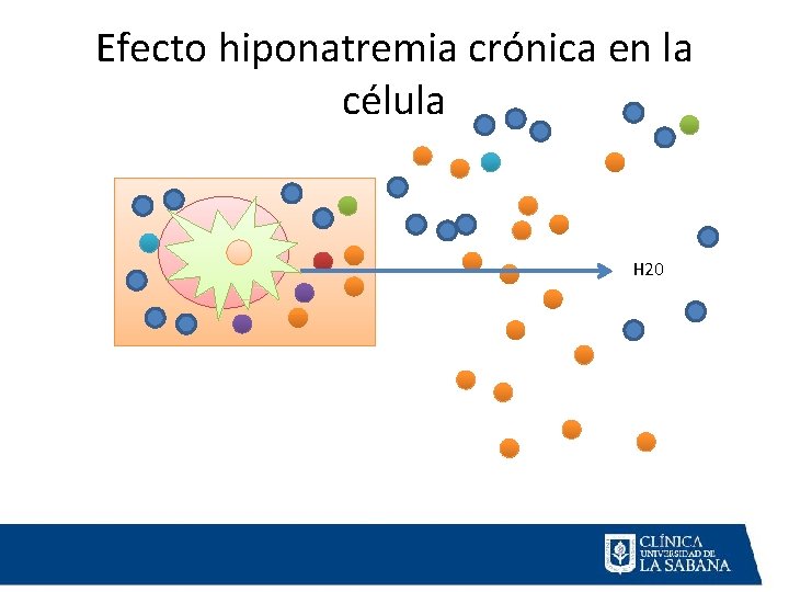 Efecto hiponatremia crónica en la célula H 20 