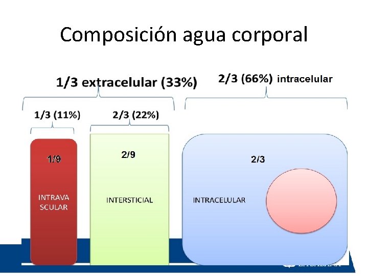 Composición agua corporal 